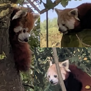 RED PANDAS!!! SO HAPPY!